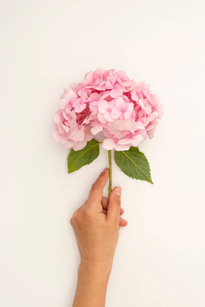 istock Hand holding pink hydrangea flower on white background, top view. 1262645190