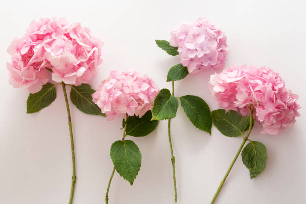 istock Pink hydrangea flowers in a raw, natural live flowers on white background 1262645208
