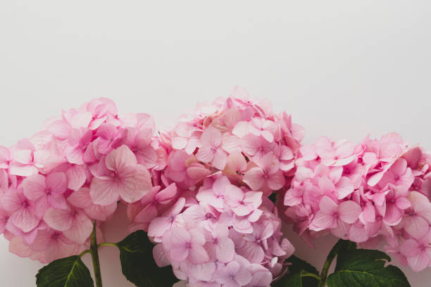 istock Pink hydrangea flowers in a raw, natural live flowers on white background 1262645256
