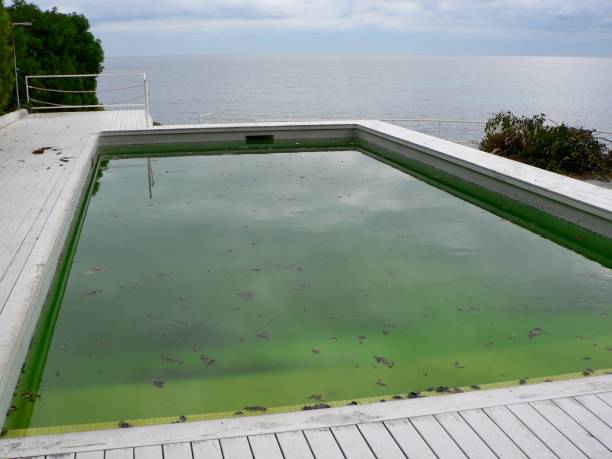 grünes wasser im schmutzigen schwimmbad, salzaufbereitungswassersystem funktioniert nicht, defekt und fehlertechnik konzept. schmutzige pool-wasseroberfläche mit herbstblättern, die auf dem wasser schwimmen. - algae slimy green water stock-fotos und bilder