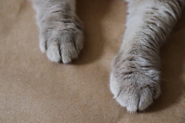 istock Cat's paws lie on craft paper. 1262645589