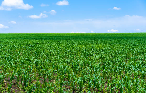 istock Field with growing corn, against the background of the sky 1262648382