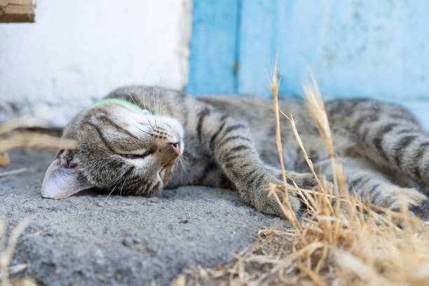istock Homeless cat sleeping on the street 1262648570