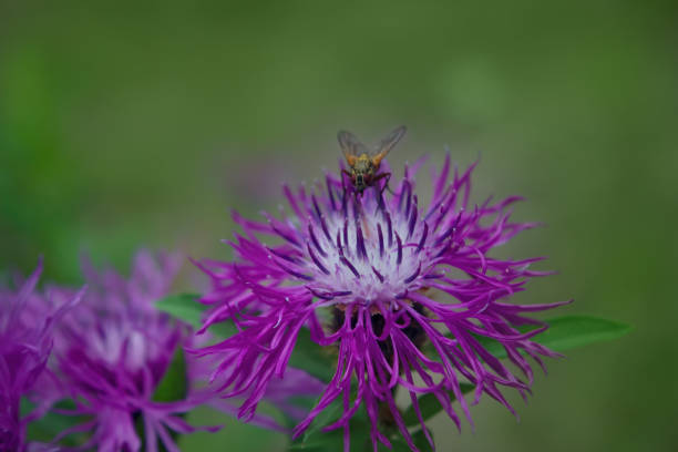 Pink wildflowers uses in traditional herbal medicine, Switzerland