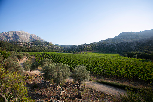 Vineyards in Mallorca Island located in the north in the island