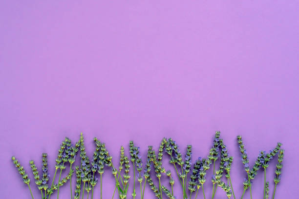 istock Lavender blossom on purple background, flat lay, copy space 1262652138