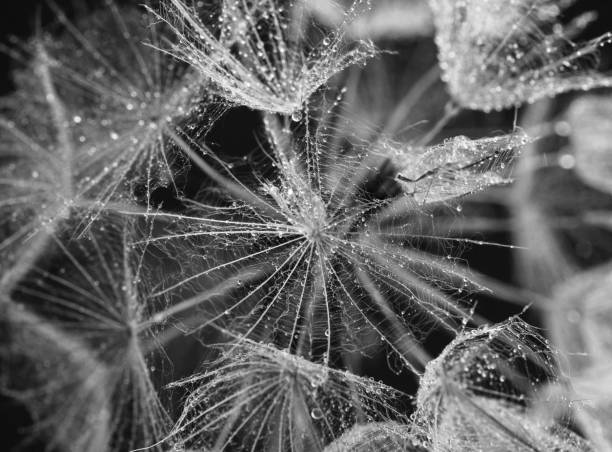 semi di tarassaco bagnato - dandelion water dandelion seed dew foto e immagini stock