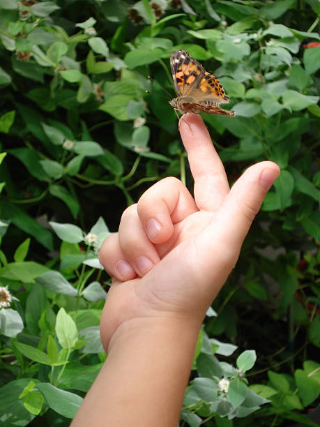 Resting butterfly sitting on fingertip of child  beautiful multi colored tranquil scene enjoyment stock pictures, royalty-free photos & images