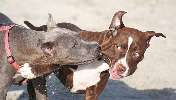 Two Pit Bull Terrier friends at Play stock photo