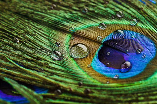 istock Background of peacock feather with water drops 1262653836