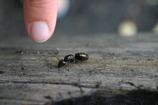 taille d'une fourmi ouvrière (gros plan - wood ant photos et images de collection