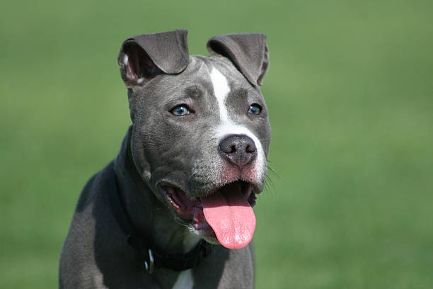 azul american pit bull - american staffordshire terrier bull terrier terrier purebred dog fotografías e imágenes de stock