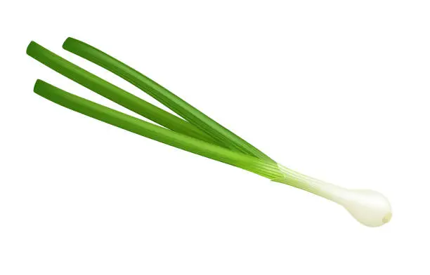 Vector illustration of Spring green onion