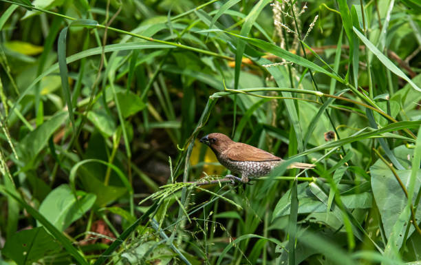 istock Closeup Scaly-breasted Munia perching on green grass 1262655836