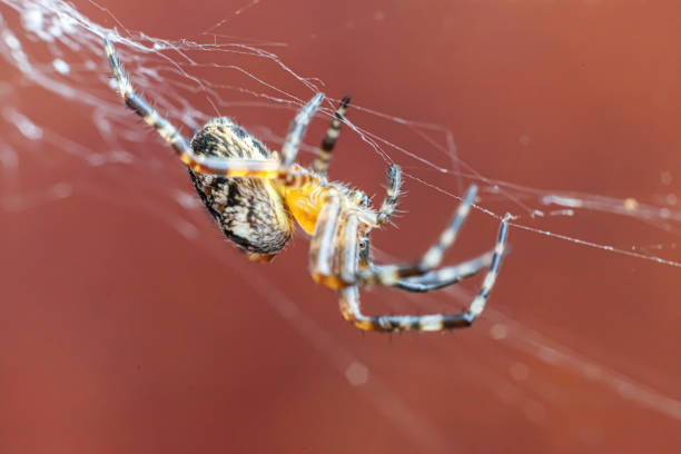 Arachnophobia fear of spider bite concept. Macro close up spider on cobweb spider web on blurred brown background. Life of insects. Horror scary frightening banner for halloween