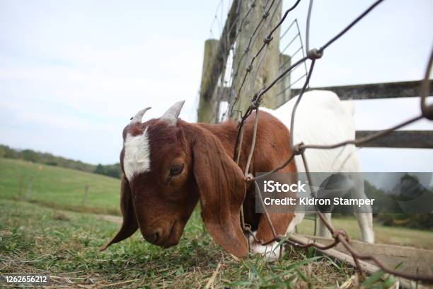 Grazing Stock Photo - Download Image Now - Animal, Animal Themes, Farm