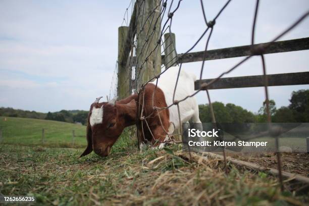 Grazing Stock Photo - Download Image Now - Animal, Animal Themes, Farm