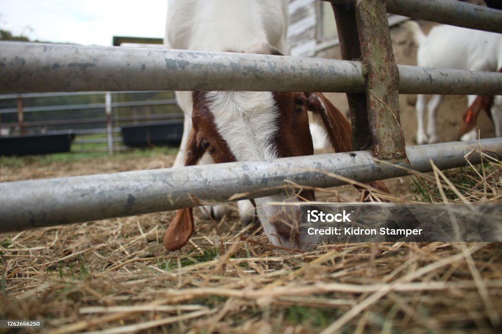 Grazing A goat grazes where the grass is greener. Animal Stock Photo