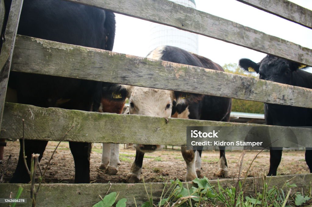 Spotted POV: you’ve been spotted at the barnyard. Animal Stock Photo