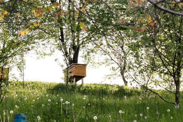 Honey bee hives under fruit trees in summer garden, spring time