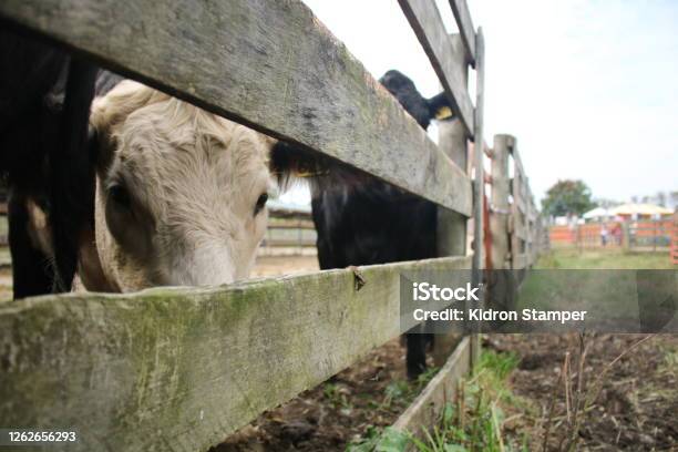 Spotted Stock Photo - Download Image Now - Animal, Animal Themes, Cattle