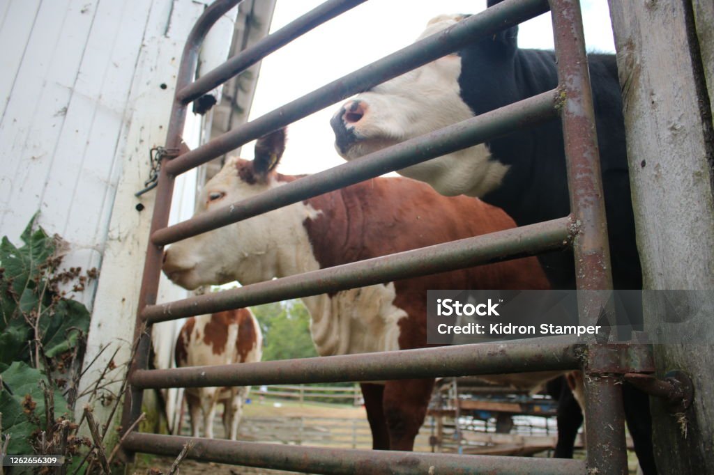 Spotted POV: you’ve been spotted at the barnyard. Animal Stock Photo