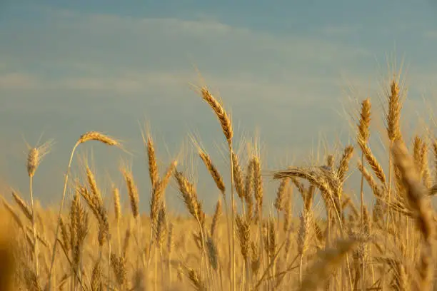 Photo of golden wheat field, ears of wheat close up background