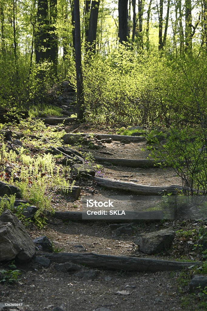 Modo di speranza-bellissimo percorso attraverso il bosco - Foto stock royalty-free di Albero
