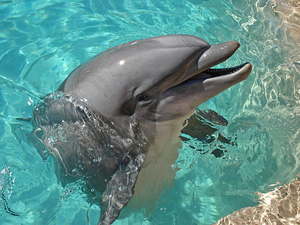 istock Laughing dolphin - looking out of the water 126265741