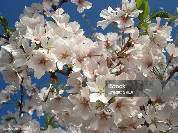 Cherry Blossom Closeup Foto de stock y más banco de imágenes de Aire libre - Aire libre, Azul, Blanco - Color