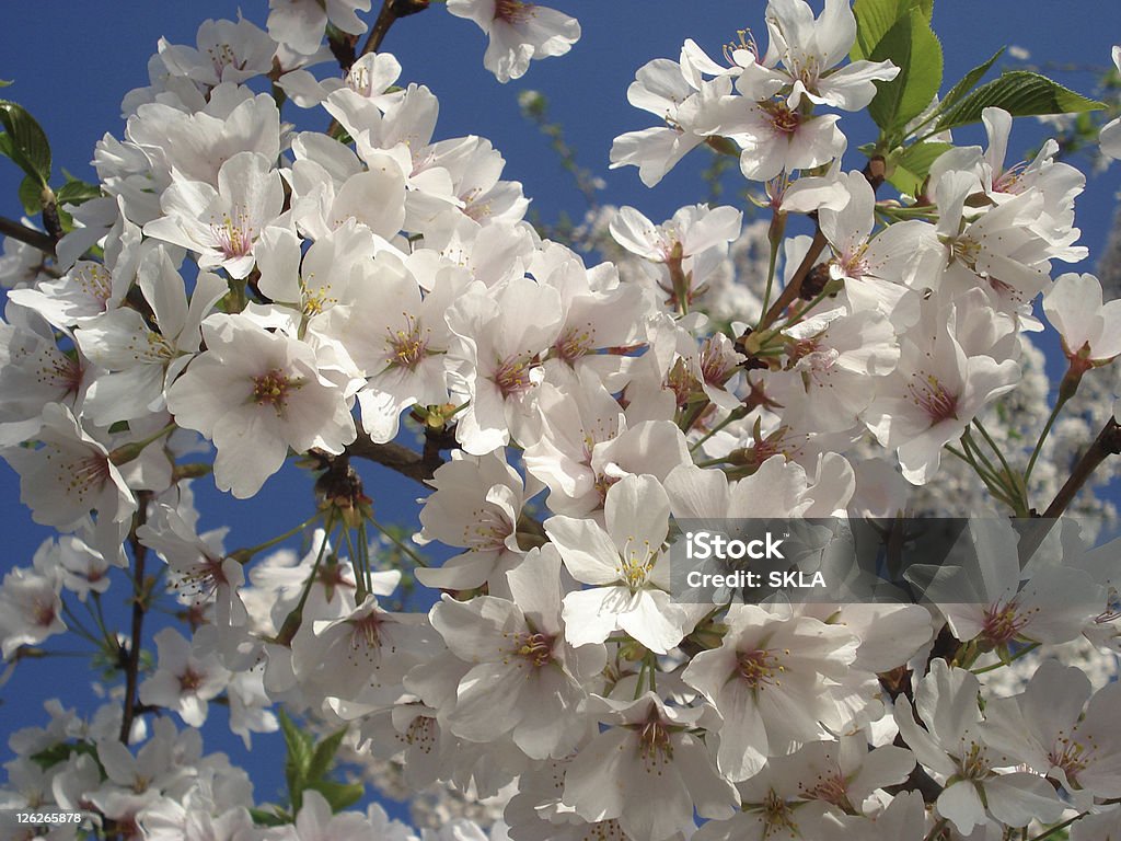 Cherry blossom (close-up - Foto de stock de Azul royalty-free