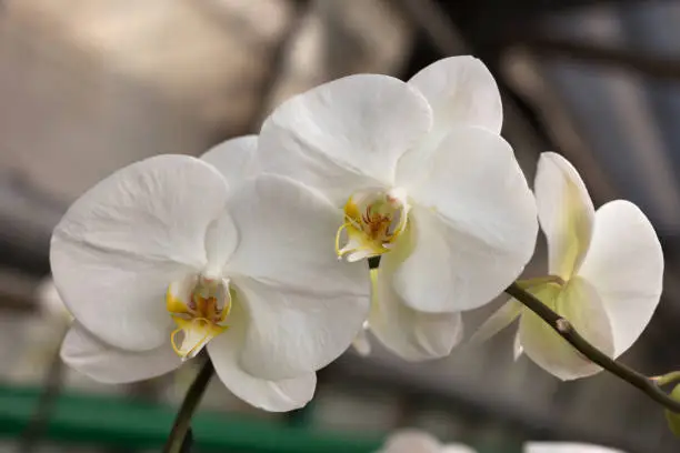 Photo of Repeated orchid flowers, selective focus. Beautiful white orchids.