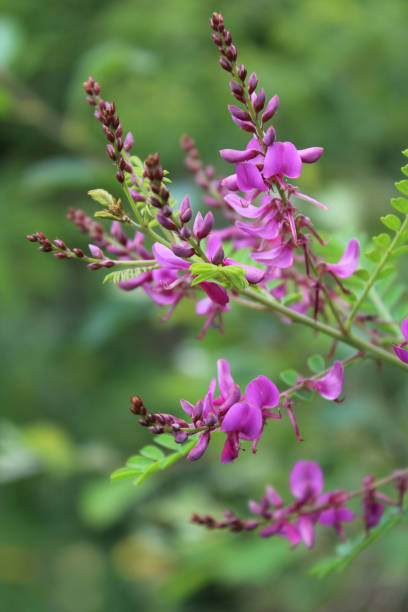 Pink flowers of an Indigofera shrub The beautiful pink flowers of an Indigofera shrub, in close up flowering outdoors in a natural setting. indigo plant photos stock pictures, royalty-free photos & images