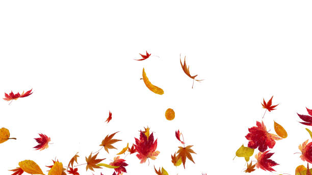 istock Autumn Flying leaves leaf 3D illustration background 1262663896