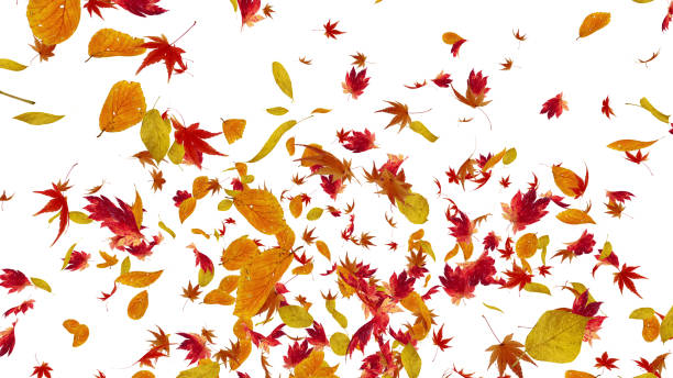 istock Autumn Flying leaves leaf 3D illustration background 1262664031
