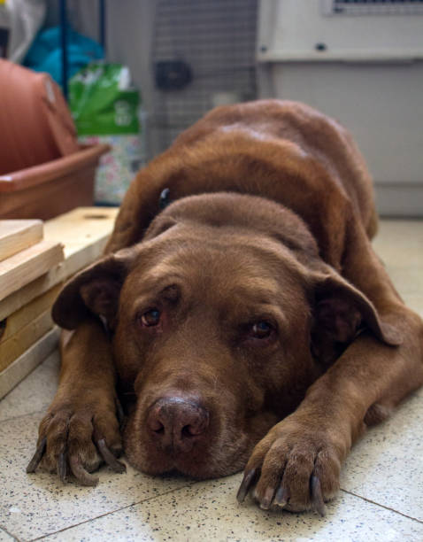 istock Labrador dog laying on the floor 1262664121