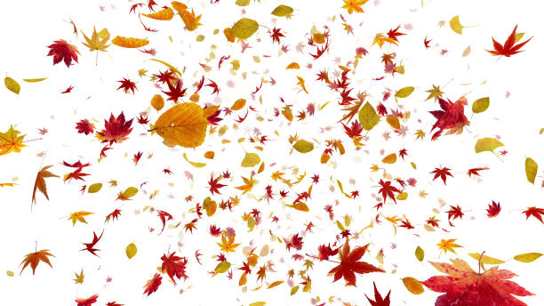 istock Autumn Flying leaves leaf 3D illustration background 1262664940