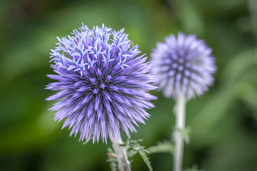 Blue sea urchins in a garden.