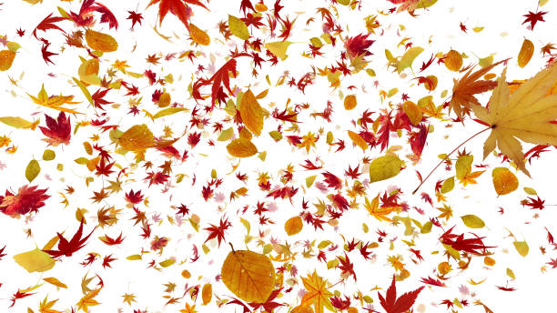 istock Autumn Flying leaves leaf 3D illustration background 1262665213