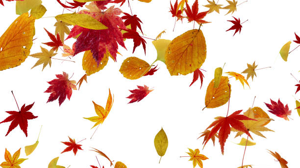 istock Autumn Flying leaves leaf 3D illustration background 1262665262