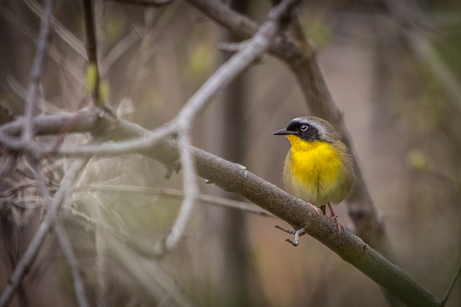 A masked warbler in the spring in the forest of Quebec.