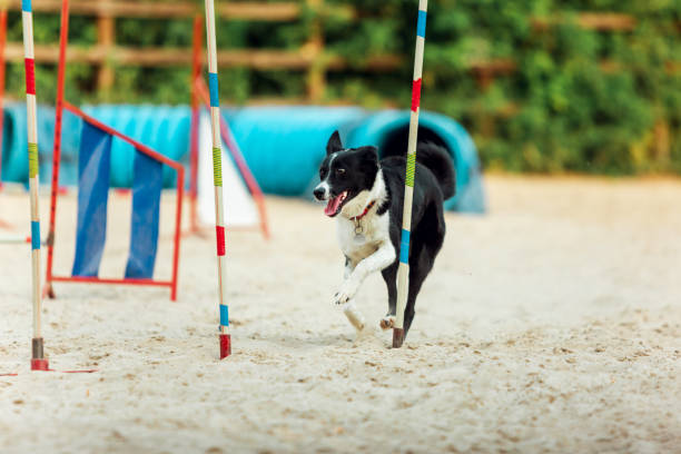 istock Sportive dog performing during the show in competition 1262665361
