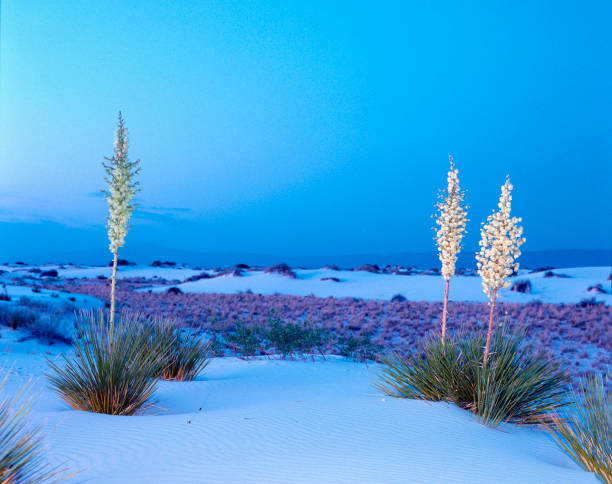 istock Sunset at White Sands -1516 1262665782