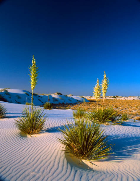 Sunset at White Sands -19 stock photo