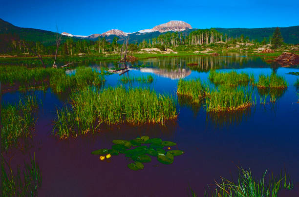 Mountain lake with marsh grasses Floating water lilies in bloom and tall marsh grasses with reflections of the trees line in the blue lake water. A summer day in the San Juan Mountains, Colorado. lily lake rocky mountains colorado stock pictures, royalty-free photos & images