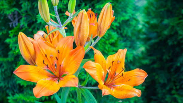 istock orange lily on a green background 1262667580