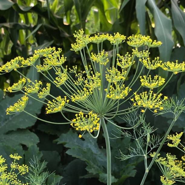 istock Image of blooming dill umbrellas 1262668657
