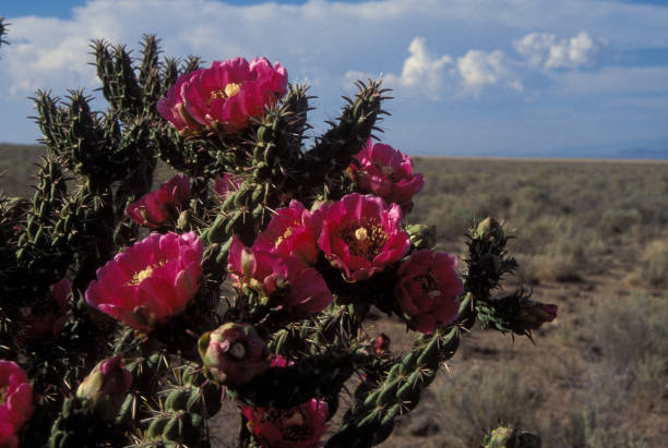 istock Desert Cactus in Bloom -141 1262670409