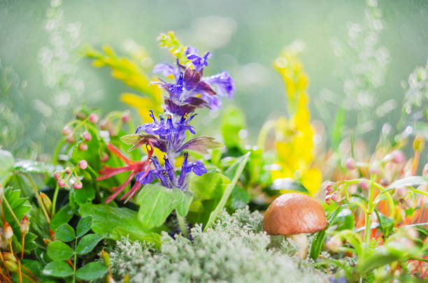 Blue flower and edible mushroom growing in nature, Soft selective focus