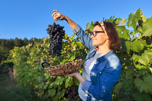 Woman with basket of grapes in sunset vineyard, female shows large bunch of blue ripe grapes
